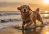 A golden retriever joyfully runs on a sandy beach at sunset, North Sea, Germany. Hyperrealistic, warm golden light, splashing water, wet fur, dynamic pose, detailed sand texture, no text, no people.