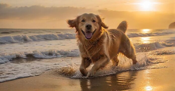 A golden retriever joyfully runs on a sandy beach at sunset, North Sea, Germany. Hyperrealistic, warm golden light, splashing water, wet fur, dynamic pose, detailed sand texture, no text, no people.
