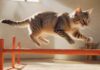A hyperrealistic image of a sleek, agile cat gracefully navigating a vibrant, homemade agility course. Sunlight filters through, highlighting the cat's focused expression and muscles as it leaps over a miniature hurdle. No text.