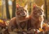 Katzen im Herbst: Kuschelzeit & Fellwechsel! A hyperrealistic photograph of a ginger cat sitting in a pile of autumn leaves, sunlight filtering through trees, casting warm, golden hues. Soft focus background, no text. Depth of field.