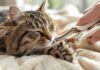 Katzenkrallen schneiden: So vermeiden Sie Verletzungen! Hyperrealistic extreme close-up of a human hand carefully trimming the claws of a relaxed tabby cat with specialized clippers. Detailed fur texture, paw pads, sharp clippers, trimmed claws. Soft beige blanket, natural window light, soft shadows. Domestic setting. No text in image.