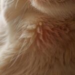 Katzenohren reinigen: Sanfte Pflege für empfindliche Ohren! A close-up, hyperrealistic shot of a cat's ear being gently cleaned with a soft pad. Focus on the texture of fur and the delicate inner ear. Warm, natural lighting, shallow depth of field. No text.