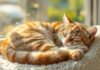 Katzenschlafplätze: Traumhafte Rückzugsorte für Samtpfoten! A ginger tabby cat, deeply asleep, curled on a plush, cream-colored window perch. Soft morning light streams through the window, illuminating dust motes in the air. Focus on the cat’s incredibly detailed fur, relaxed paws, and closed eyes. Shallow depth of field, blurred garden view outside. Hyperrealistic, photorealistic, no text.