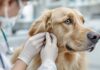 Hyperrealistic, detailed close-up photo: A caring veterinarian gently examines a golden retriever's ear in a bright, modern clinic. Focus on realistic fur texture, gentle hands, and sterile medical instruments. Soft, diffused lighting, shallow depth of field, professional photography. No text, artifact-free image.