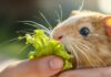 Extreme close-up, hyperrealistic portrait of a guinea pig gently nibbling fresh green lettuce from a human hand. Soft sunlight, shallow depth of field focusing on whiskers and eyes. Intricate fur, realistic skin, vibrant lettuce. Artifact-free, no text.