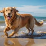 A golden retriever joyfully runs on a sunny, sandy beach along the Baltic Sea, splashing in the shallow turquoise water. Dramatic sunlight, wet sand, clear blue sky, hyperrealistic detail, no text.