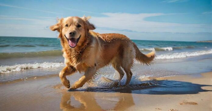 A golden retriever joyfully runs on a sunny, sandy beach along the Baltic Sea, splashing in the shallow turquoise water. Dramatic sunlight, wet sand, clear blue sky, hyperrealistic detail, no text.