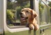 A golden retriever happily looks out the window of a moving campervan, enjoying the breeze. Lush green landscape visible outside, sunny day, warm lighting, depth of field, motion blur on the roadside vegetation, hyperrealistic details, no text.