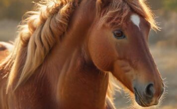 Pferdeverhalten verstehen: So lesen Sie die Signale Ihres Pferdes! A close-up, hyperrealistic shot of a brown horse's face in a sunny field. Soft, golden light highlights its gentle eyes and relaxed ears. Detailed textures of the horse's mane and coat, with a blurred background of green pastures. No text.