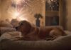 Tiere & Silvester: So kommen Hund, Katze & Co. gut ins neue Jahr! A cozy, dimly lit living room on New Year's Eve. A golden retriever lies calmly on a plush dog bed, seemingly unfazed by distant fireworks. Soft music plays, creating a peaceful ambiance. No text.