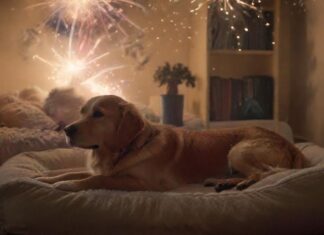 Tiere & Silvester: So kommen Hund, Katze & Co. gut ins neue Jahr! A cozy, dimly lit living room on New Year's Eve. A golden retriever lies calmly on a plush dog bed, seemingly unfazed by distant fireworks. Soft music plays, creating a peaceful ambiance. No text.