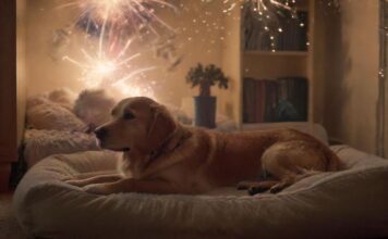 Tiere & Silvester: So kommen Hund, Katze & Co. gut ins neue Jahr! A cozy, dimly lit living room on New Year's Eve. A golden retriever lies calmly on a plush dog bed, seemingly unfazed by distant fireworks. Soft music plays, creating a peaceful ambiance. No text.