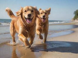 A golden retriever joyfully runs on a sandy beach, Baltic Sea, Germany. Shallow water, clear blue sky, soft sunlight, sand splashes. Hyperrealistic, photorealistic, no text, dynamic composition, depth of field.