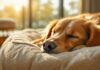 Hyperrealistic close-up of a golden retriever peacefully asleep on a plush dog bed in a luxurious hotel suite. Warm sunlight streams from a large window, illuminating the dog and room. Shallow depth of field, focus on the dog's serene face. No text. Photorealistic detail, natural lighting, artefact-free.