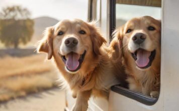 A golden retriever happily looks out of a moving RV window, tongue out, ears flapping in the wind. Sunny day, blurred countryside background, warm lighting. Hyperrealistic, no text, focus on dog's joyful expression.