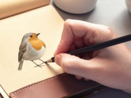 Hyperrealistic close-up of a hand delicately sketching a vibrant robin in a worn leather sketchbook. Soft, diffused natural light from a nearby window illuminates the textured paper and the subtle details of the hand's skin and pencil grip. Focus on the intricate feather details of the unfinished robin drawing, emphasizing depth and shading. No text.
