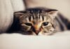 Photorealistic extreme close-up of a tabby cat's face, partially hidden under a beige linen sofa. Dilated pupils, flattened ears, whiskers pulled back against its face, showing anxiety. Soft, diffused natural light from a nearby window illuminates the scene. Shallow depth of field, blurring the background to focus on the cat's expression. No text. Hyperrealistic detail.