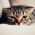 Ängstliche Katze: So helfen Sie Ihrer Samtpfote, Vertrauen zu fassen! Photorealistic extreme close-up of a tabby cat's face, partially hidden under a beige linen sofa. Dilated pupils, flattened ears, whiskers pulled back against its face, showing anxiety. Soft, diffused natural light from a nearby window illuminates the scene. Shallow depth of field, blurring the background to focus on the cat's expression. No text. Hyperrealistic detail.