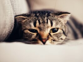 Photorealistic extreme close-up of a tabby cat's face, partially hidden under a beige linen sofa. Dilated pupils, flattened ears, whiskers pulled back against its face, showing anxiety. Soft, diffused natural light from a nearby window illuminates the scene. Shallow depth of field, blurring the background to focus on the cat's expression. No text. Hyperrealistic detail.