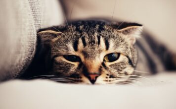 Photorealistic extreme close-up of a tabby cat's face, partially hidden under a beige linen sofa. Dilated pupils, flattened ears, whiskers pulled back against its face, showing anxiety. Soft, diffused natural light from a nearby window illuminates the scene. Shallow depth of field, blurring the background to focus on the cat's expression. No text. Hyperrealistic detail.
