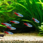 Aquarium Wasserwerte: So sorgen Sie für ein gesundes Biotop! Hyperrealistic, photorealistic close-up of a thriving freshwater aquarium. Crystal clear water with shimmering light rays, lush green aquatic plants with intricate details, vibrant neon tetra fish swimming gracefully in sharp focus. Pristine gravel substrate, healthy ecosystem. Shallow depth of field, soft bokeh. Artifact-free, no text.