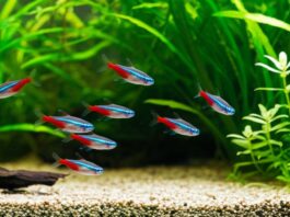 Hyperrealistic, photorealistic close-up of a thriving freshwater aquarium. Crystal clear water with shimmering light rays, lush green aquatic plants with intricate details, vibrant neon tetra fish swimming gracefully in sharp focus. Pristine gravel substrate, healthy ecosystem. Shallow depth of field, soft bokeh. Artifact-free, no text.