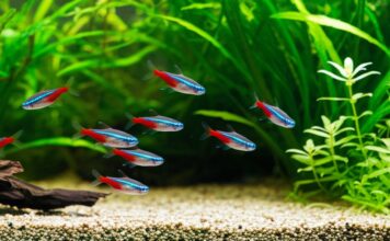 Hyperrealistic, photorealistic close-up of a thriving freshwater aquarium. Crystal clear water with shimmering light rays, lush green aquatic plants with intricate details, vibrant neon tetra fish swimming gracefully in sharp focus. Pristine gravel substrate, healthy ecosystem. Shallow depth of field, soft bokeh. Artifact-free, no text.