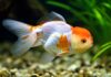 Hyperrealistic macro photograph of a goldfish with white spot disease. Detailed view of white spots on scales and fins. Shallow focus, blurred aquarium plants and gravel background. Natural, slightly dramatic aquarium lighting, sense of unease. Octane render, 8k, no text, letters, words.