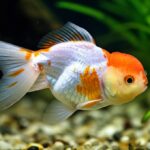 Fischkrankheiten: So erkennen und behandeln Sie typische Erkrankungen! Hyperrealistic macro photograph of a goldfish with white spot disease. Detailed view of white spots on scales and fins. Shallow focus, blurred aquarium plants and gravel background. Natural, slightly dramatic aquarium lighting, sense of unease. Octane render, 8k, no text, letters, words.