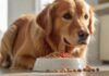 Hyperrealistic, photorealistic close-up of a healthy, happy adult Golden Retriever with vibrant golden fur, attentively looking at a simple ceramic bowl filled with nutritious, natural-looking dog food chunks (mix of kibble, meat, vegetables). Set in a bright, clean kitchen with soft morning sunlight creating warm highlights. Shallow depth of field, flawless detail, anatomically correct, no distortions, absolutely no text or letters visible anywhere.