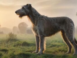 Hyperrealistic photograph: Majestic Irish Wolfhound standing calmly in a misty, dew-kissed green field during golden hour sunrise. Warm light catches its wiry grey coat. Noble profile, slightly low angle view emphasizes its height. Cinematic lighting, tack-sharp focus, flawless anatomy. Absolutely no text or letters.