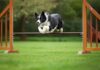 Hunde Agility Hindernisse: So bauen Sie den perfekten Parcours! Hyperrealistic photo of a Border Collie dog in mid-air, powerfully jumping over a wooden agility hurdle in a vibrant green park on a slightly overcast day. Shallow depth of field, focus on the dog's intense gaze and detailed fur texture. Soft, natural daylight. Dynamic pose. No text, realistic, anatomically correct, no artifacts.