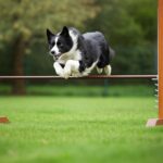 Hunde Agility Hindernisse: So bauen Sie den perfekten Parcours! Hyperrealistic photo of a Border Collie dog in mid-air, powerfully jumping over a wooden agility hurdle in a vibrant green park on a slightly overcast day. Shallow depth of field, focus on the dog's intense gaze and detailed fur texture. Soft, natural daylight. Dynamic pose. No text, realistic, anatomically correct, no artifacts.