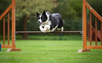 Hunde Agility Hindernisse: So bauen Sie den perfekten Parcours! Hyperrealistic photo of a Border Collie dog in mid-air, powerfully jumping over a wooden agility hurdle in a vibrant green park on a slightly overcast day. Shallow depth of field, focus on the dog's intense gaze and detailed fur texture. Soft, natural daylight. Dynamic pose. No text, realistic, anatomically correct, no artifacts.