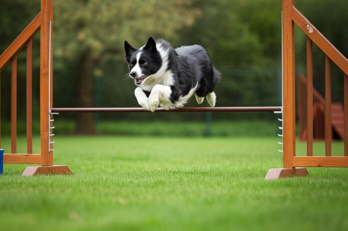 Hyperrealistic photo of a Border Collie dog in mid-air, powerfully jumping over a wooden agility hurdle in a vibrant green park on a slightly overcast day. Shallow depth of field, focus on the dog's intense gaze and detailed fur texture. Soft, natural daylight. Dynamic pose. No text, realistic, anatomically correct, no artifacts.