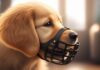 Hyperrealistic close-up of a golden retriever puppy gently taking a treat through a black basket muzzle. Soft, warm morning light. Shallow depth of field, focus on puppy's eyes and muzzle. Detailed fur, cozy home setting. Photorealistic, no artifacts, no text.
