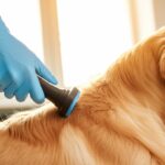 Macro close-up photograph of a veterinarian's hand in a blue nitrile glove gently using a microchip scanner on the neck of a calm golden retriever dog. The dog's fur is highly detailed and realistic, showing individual strands. Golden hour lighting from a window casts soft, warm shadows and highlights the texture of the dog's fur and the cool metallic scanner. Shallow depth of field with soft bokeh of a veterinary clinic in the background to draw focus to the scanner and dog. Professional, hyperrealistic, photorealistic, no text, and artefact-free image.