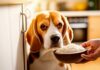Hyperrealistic close-up of a concerned owner's hand gently offering a bowl of bland, cooked chicken and rice to a slightly unwell-looking Beagle dog in a warm, softly lit kitchen. Extremely detailed textures of dog fur, food, and kitchen elements. Natural soft lighting, shallow depth of field, artifact-free, photorealistic image, no text.
