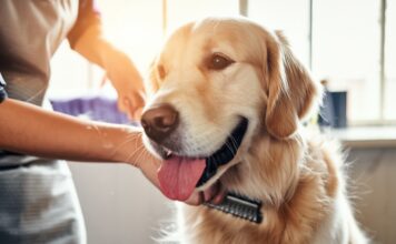 Hyperrealistic close-up photograph. Golden Retriever being gently brushed by a groomer in a bright, professional salon. Loose fur particles float in sunlit air, catching the light. Focus on detailed fur texture, realistic lighting, and a clean, professional aesthetic. No text.