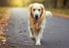 Hyperrealistic photorealistic image: A golden retriever dog with a subtle limp walks on an autumn park path, fallen leaves scattered. Focus on realistic dog anatomy, fur texture, and natural gait showcasing a slight limp. Shallow depth of field, natural daylight. Artefact-free, no text.