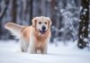 Hunde im Winter schützen: So kommt Ihr Vierbeiner sicher durch die kalte Jahreszeit! Hyperrealistic photograph of a healthy Golden Retriever joyfully trotting through fresh, powdery snow in a sunlit winter forest. Snowflakes cling to its fur, visible breath puffs in the cold air. Sharp focus on the dog, soft bokeh background. Emphasize realistic fur texture and snow detail. Absolutely no text or letters visible.