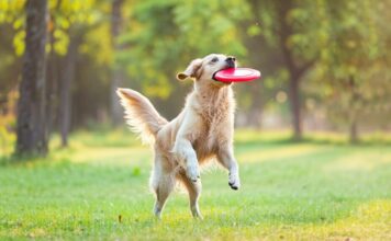 Hyperrealistic photograph of a golden retriever mid-air, joyfully catching a red frisbee in a sun-drenched park at golden hour. Sharp focus on the dog, detailed fur texture, wet nose, expressive eyes conveying pure happiness. Background blurred: lush green grass, dappled sunlight, mature trees. No text. Photorealistic, artefactual-free, cinematic lighting.