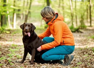 Hyperrealistic photo, a woman in hiking clothes kneels in a sunlit forest clearing, gently checking her brown Labrador's belly for ticks. Deciduous forest, leaves on the ground, soft focus background, shallow depth of field, natural light, no text.