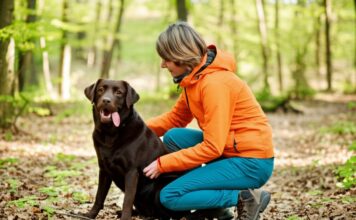 Hyperrealistic photo, a woman in hiking clothes kneels in a sunlit forest clearing, gently checking her brown Labrador's belly for ticks. Deciduous forest, leaves on the ground, soft focus background, shallow depth of field, natural light, no text.