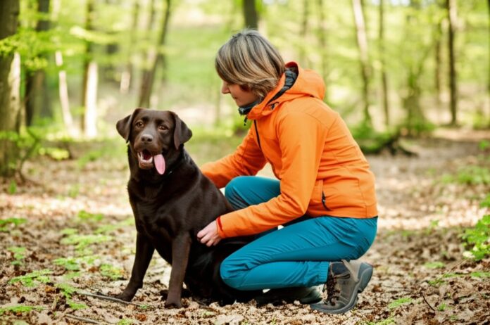 Hyperrealistic photo, a woman in hiking clothes kneels in a sunlit forest clearing, gently checking her brown Labrador's belly for ticks. Deciduous forest, leaves on the ground, soft focus background, shallow depth of field, natural light, no text.
