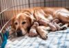 Hundegeburt: Alles, was Sie wissen müssen! A hyperrealistic, intimate portrait of a tired but content golden retriever mother dog lying in a cozy whelping box filled with soft blankets. Several tiny, wrinkled newborn puppies are nestled against her belly, suckling and sleeping. Soft, diffused natural light streams from a nearby window, casting gentle shadows and highlighting the textures of fur and skin. Shallow depth of field, focus on the mother's loving gaze and the vulnerability of the puppies. No text.