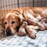 Hundegeburt: Alles, was Sie wissen müssen! A hyperrealistic, intimate portrait of a tired but content golden retriever mother dog lying in a cozy whelping box filled with soft blankets. Several tiny, wrinkled newborn puppies are nestled against her belly, suckling and sleeping. Soft, diffused natural light streams from a nearby window, casting gentle shadows and highlighting the textures of fur and skin. Shallow depth of field, focus on the mother's loving gaze and the vulnerability of the puppies. No text.
