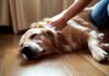 Golden retriever dog lying on its side on a wooden floor, eyes closed in bliss, as a woman's hands perform a gentle massage on its back. Soft morning light streams through a nearby window, casting subtle shadows. Shallow depth of field, hyperrealistic, photorealistic, incredibly detailed, no text, artifact-free.