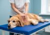 Hundephysiotherapie: Bewegung, Schmerzlinderung & Lebensqualität! Hyperrealistic photorealistic image: Medium shot of a relaxed golden retriever dog on a blue physiotherapy mat in a bright clinic. Gentle human physiotherapist massages dog's back muscles. Focus on the dog's serene expression, detailed fur texture, and physiotherapist's hands. Soft natural window light. Artefact-free. No text.