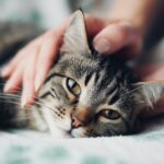 Katzen alternative Medizin: Neue Wege für die Katzengesundheit! Hyperrealistic close-up photo: Gentle human hands massaging a relaxed tabby cat on a soft blanket. Natural daylight, soft focus background. Detailed fur texture, anatomically correct feline and human anatomy. Professional studio quality, shallow depth of field, no text, no artifacts.